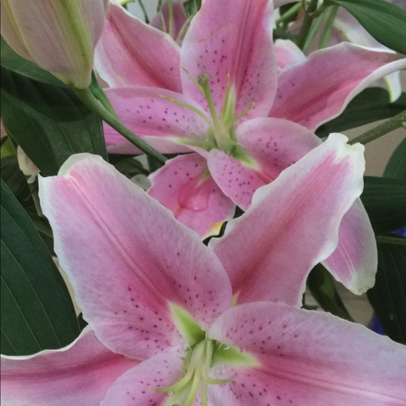 Meet your Posher, Lindsey - Picture 1 of 1